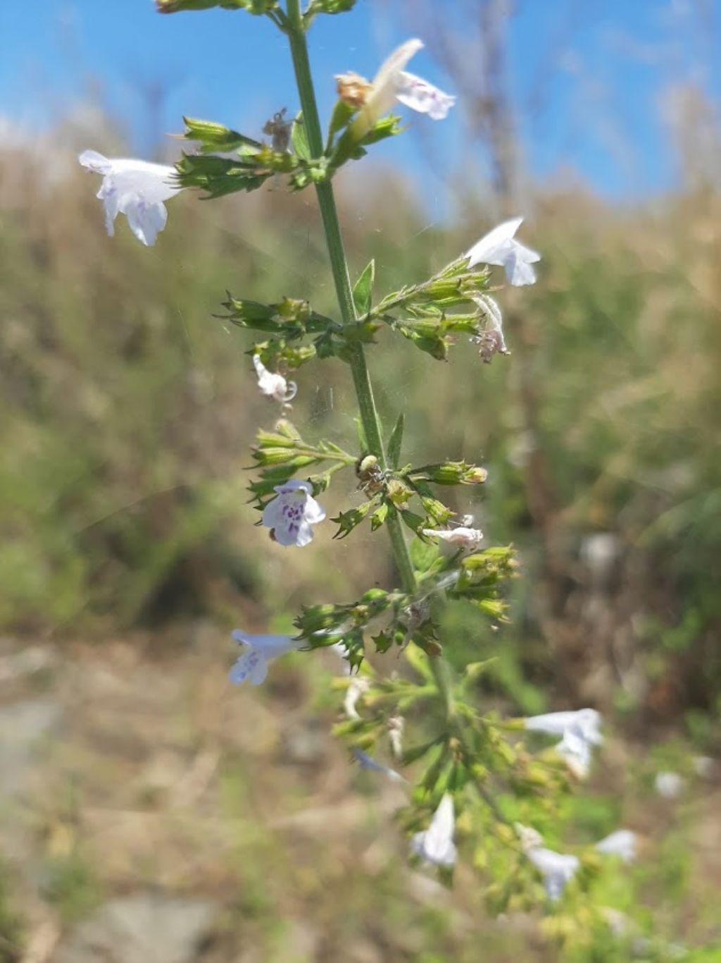 Timo?  No, Clinopodium nepeta