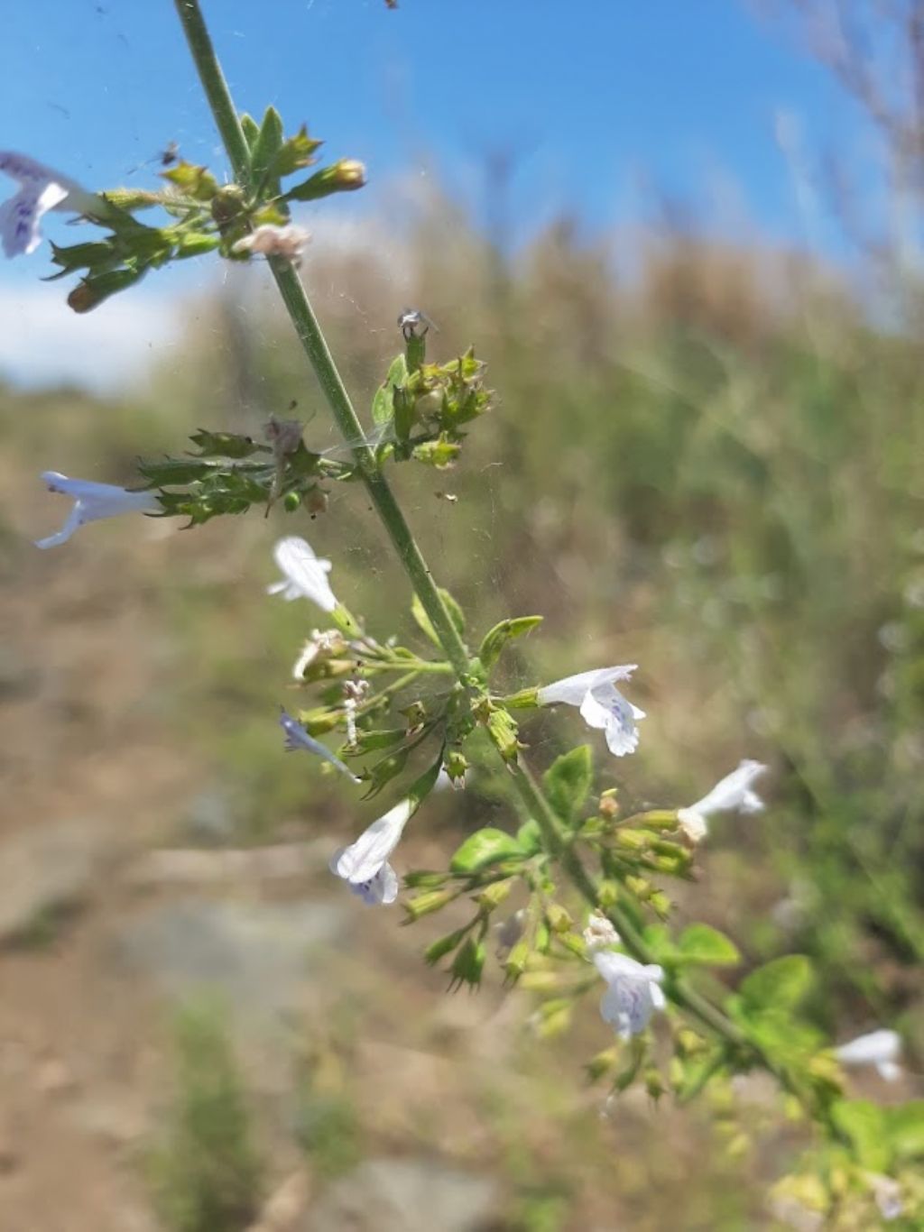 Timo?  No, Clinopodium nepeta