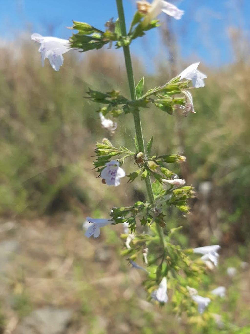 Timo?  No, Clinopodium nepeta