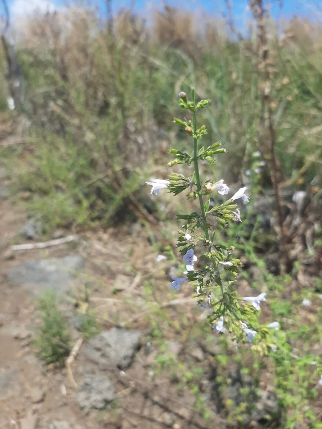 Timo?  No, Clinopodium nepeta