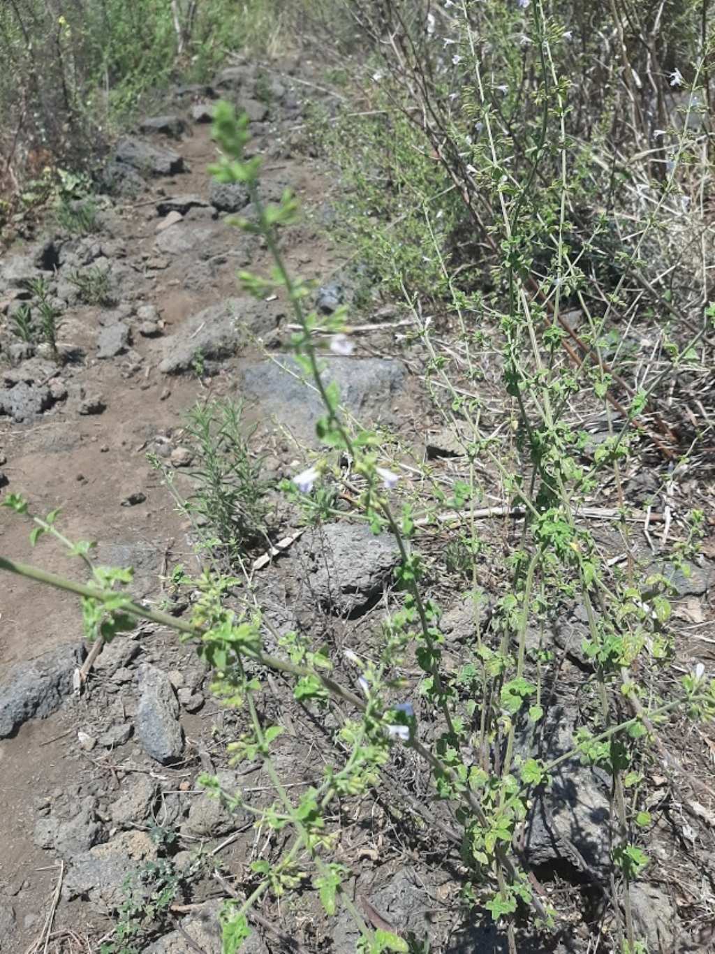 Timo?  No, Clinopodium nepeta