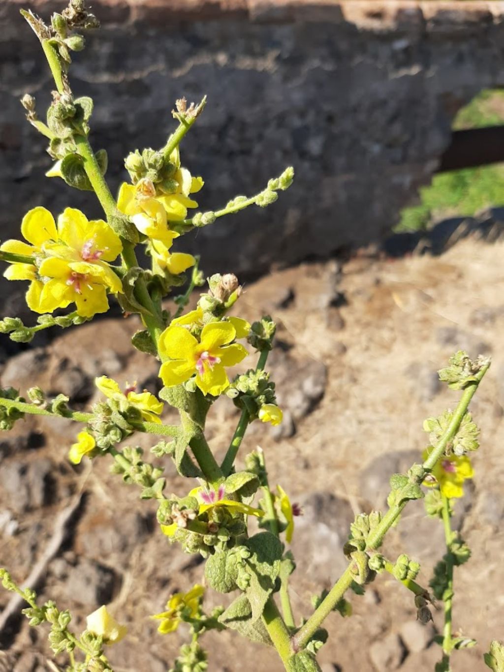 Verbascum sp.