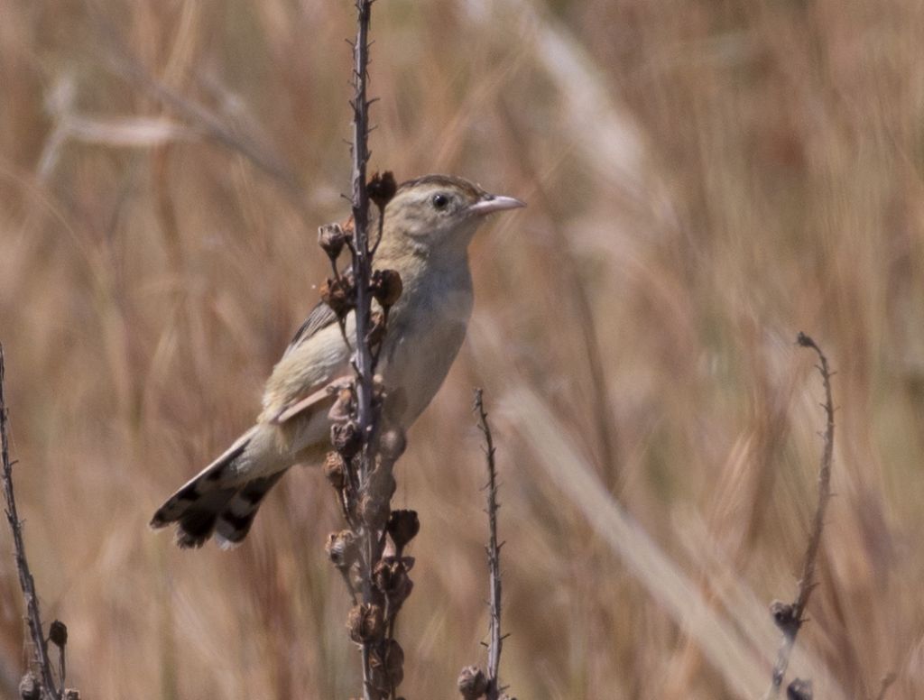 Che uccello ? Beccamoschino (Cisticola juncidis)