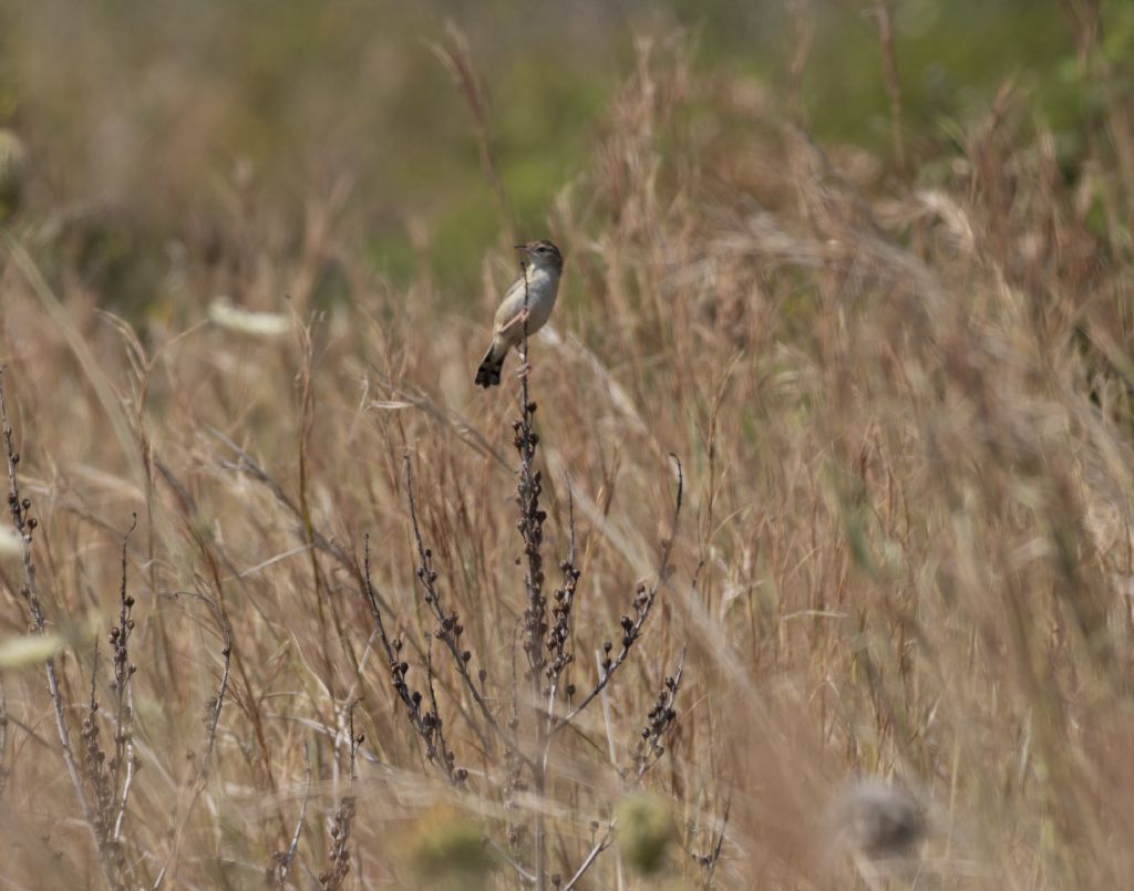 Che uccello ? Beccamoschino (Cisticola juncidis)