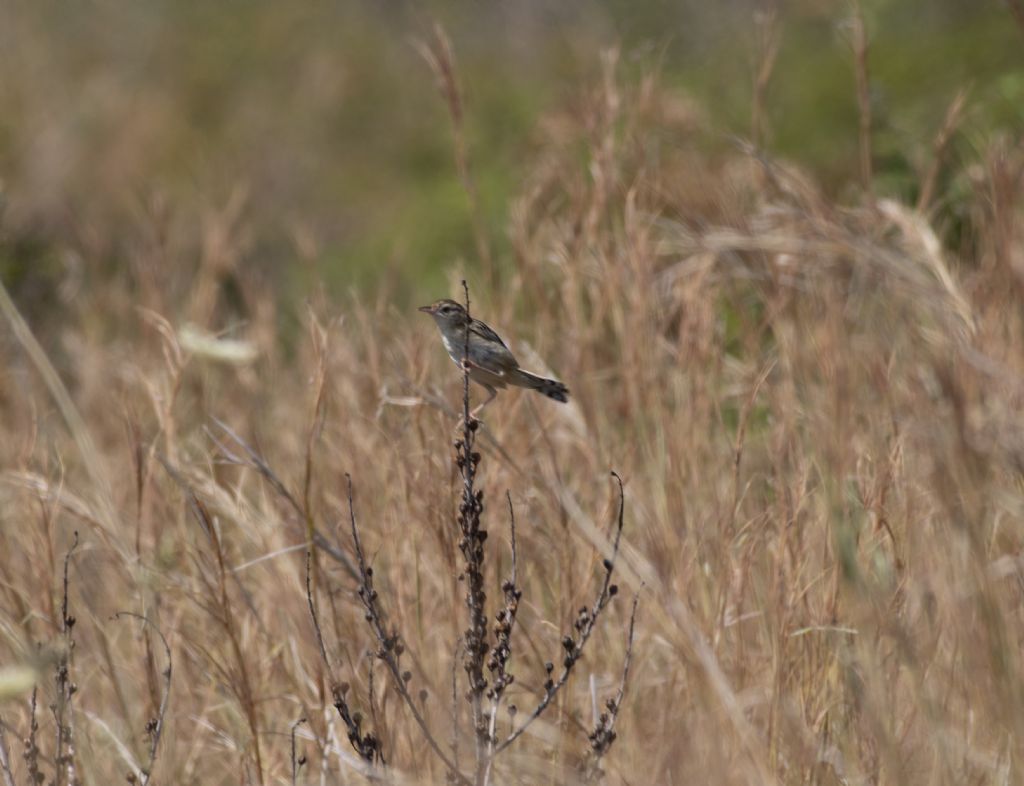 Che uccello ? Beccamoschino (Cisticola juncidis)