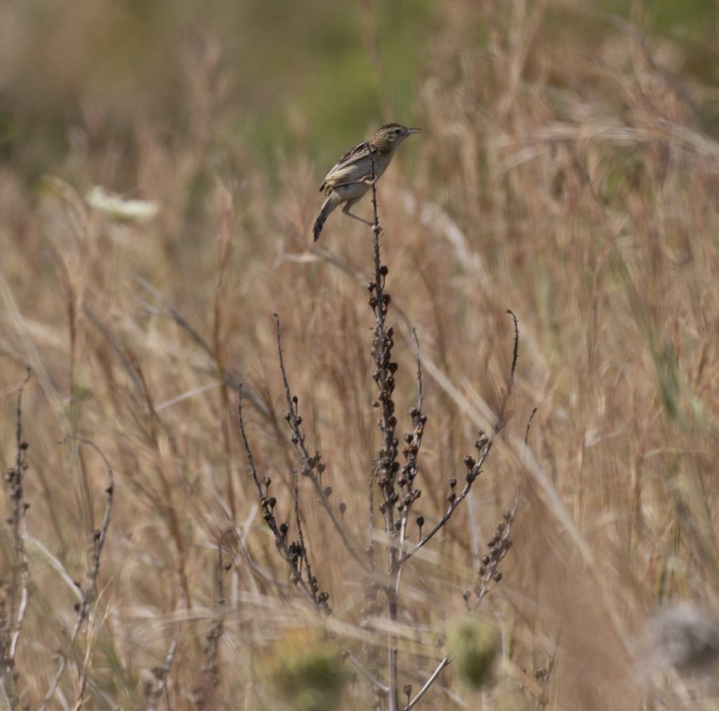 Che uccello ? Beccamoschino (Cisticola juncidis)