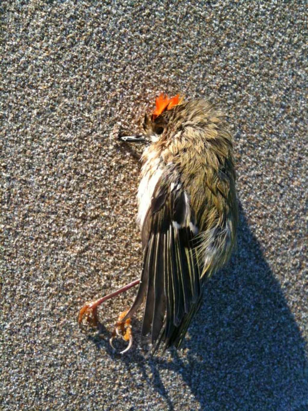 uccelletto morto sulla spiaggia