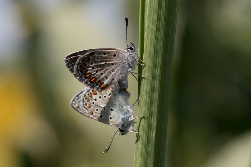 Giochi di luce su Poluommatus icarus