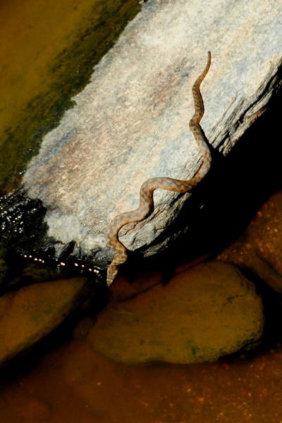Natrix maura dell''Estremadura