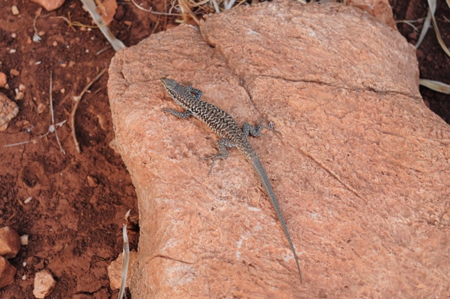 Podarcis dalla Sicilia: Podarcis siculus siculus
