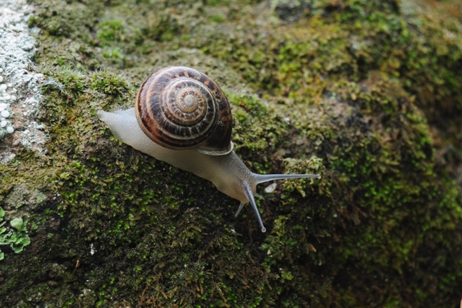 Helix? No,  Massylaea vermiculata (Helicidae)
