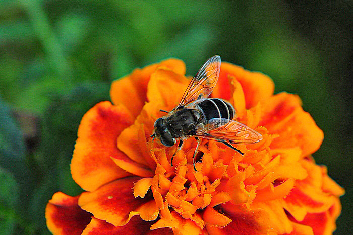 Eristalis