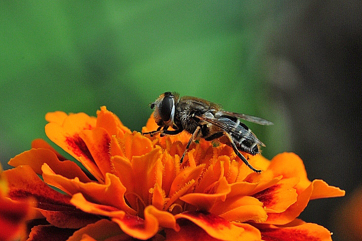 Eristalis