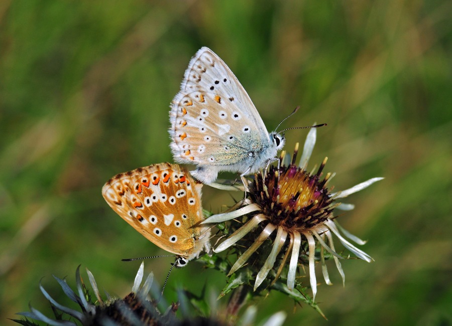 Polyommatus icarus? No, Polyommatus coridon