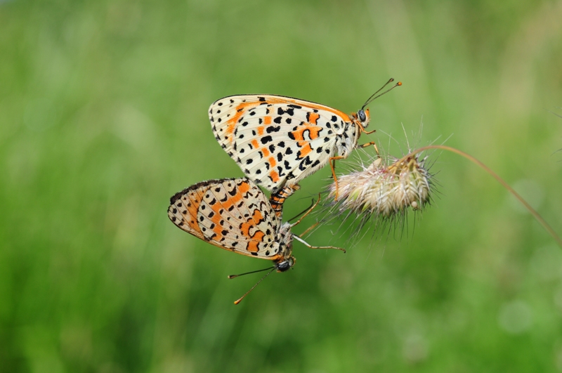 Melitaea didyma?  S !