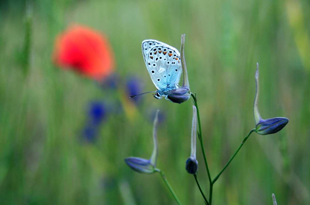 Polyommatus icarus?