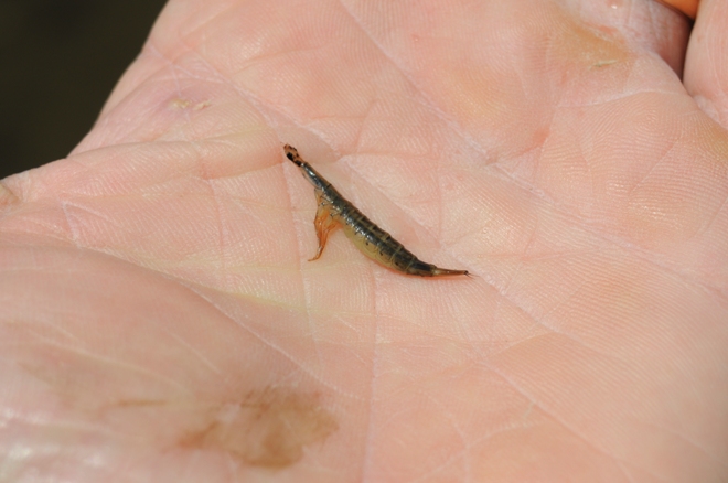 Larva di Acilius sp. (Dytiscidae)