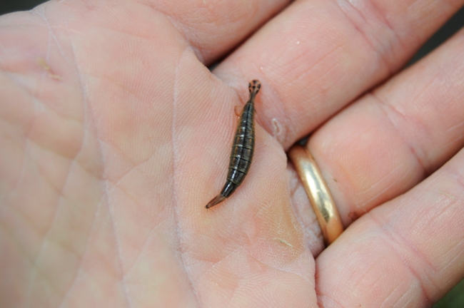 Larva di Acilius sp. (Dytiscidae)