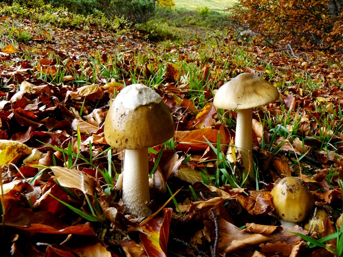Amanita umbrinolutea?