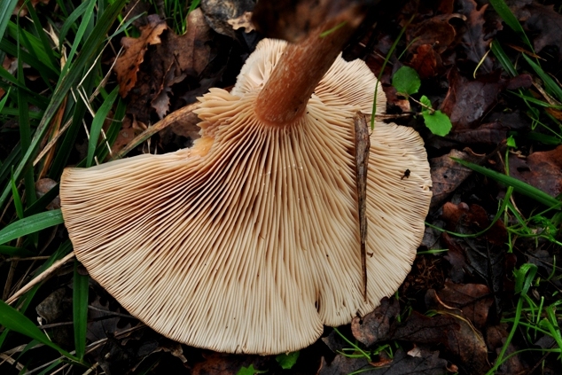 Funghi di dicembre 2