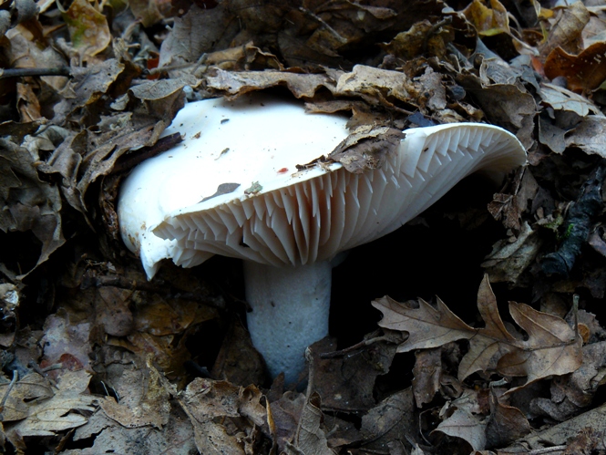 Nei boschi di Ulderico