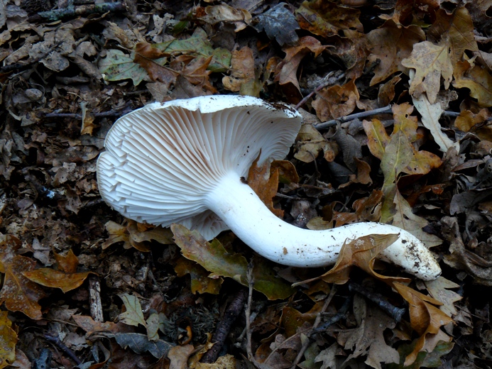 Nei boschi di Ulderico