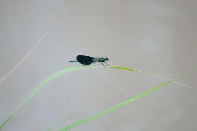 Calopterix splendens