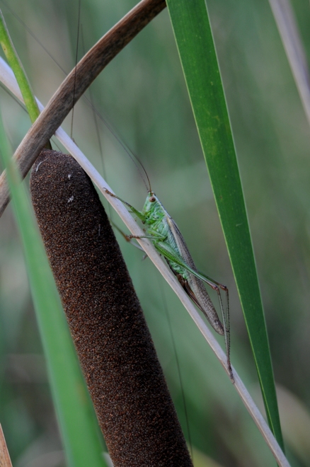 Anisoptera fusca (Conocephalidae)