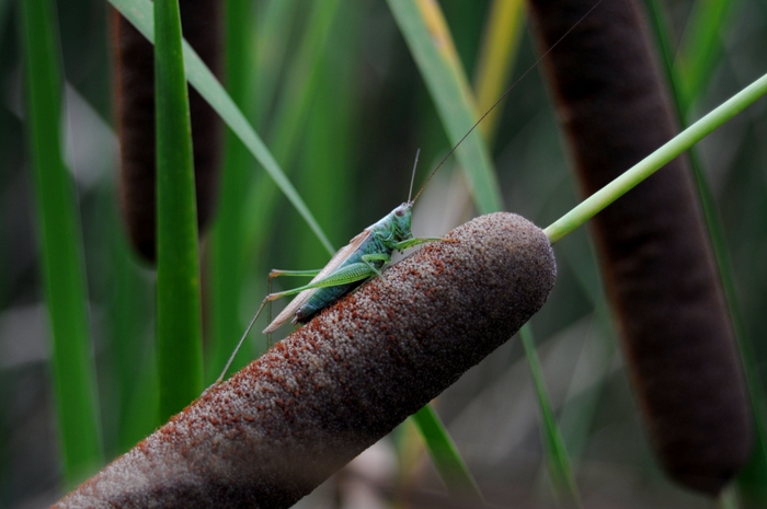 Anisoptera fusca (Conocephalidae)