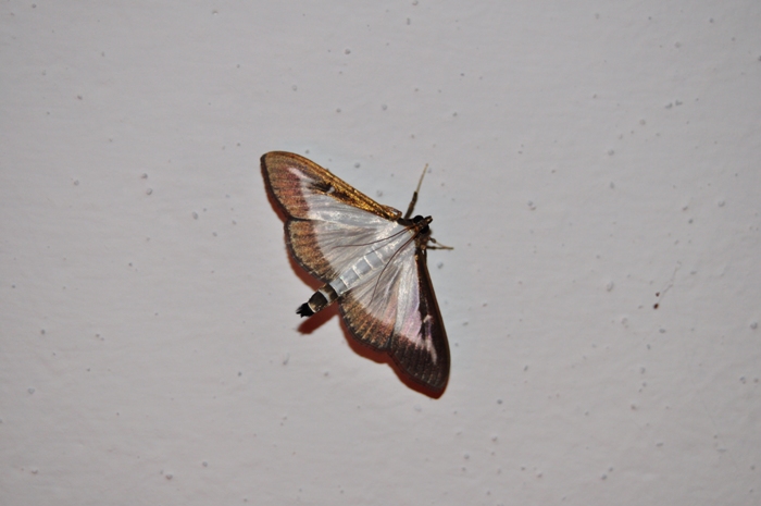 Cydalima perspectalis?