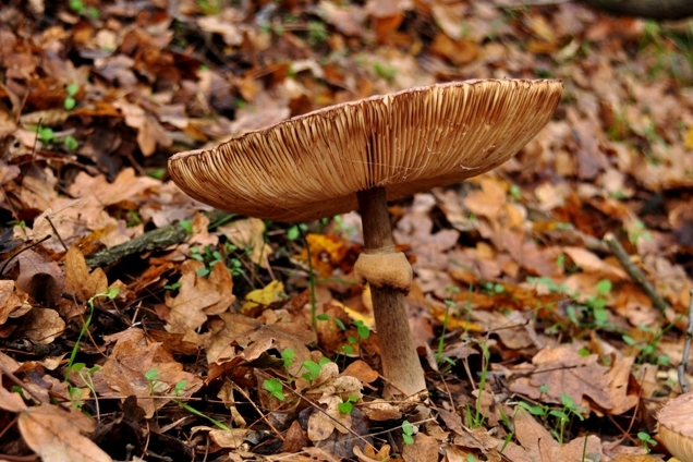Funghi di dicembre 1