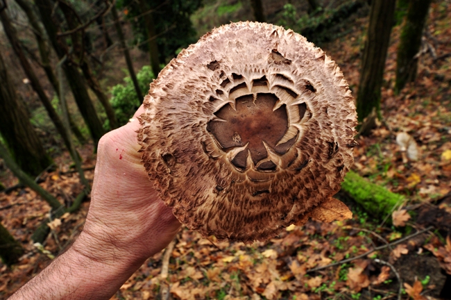 Funghi di dicembre 1