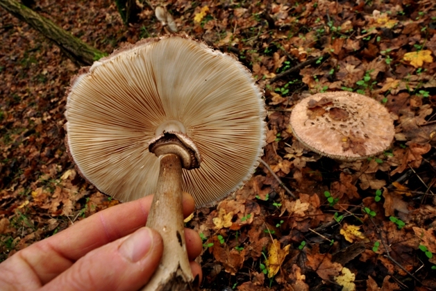 Funghi di dicembre 1