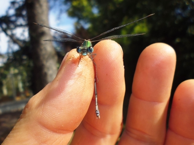 Chalcolestes viridis?  No, cfr. Chalcolestes parvidens