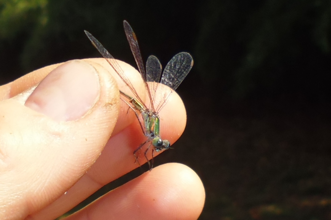 Chalcolestes viridis?  No, cfr. Chalcolestes parvidens