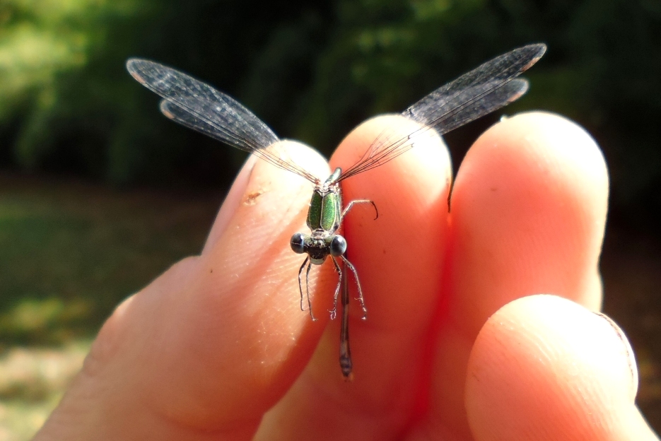 Chalcolestes viridis?  No, cfr. Chalcolestes parvidens