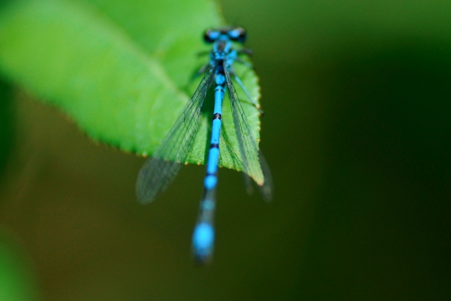 Coenagrion?