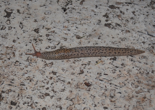 Limax del maximus-gruppo da Ventotene (LT)