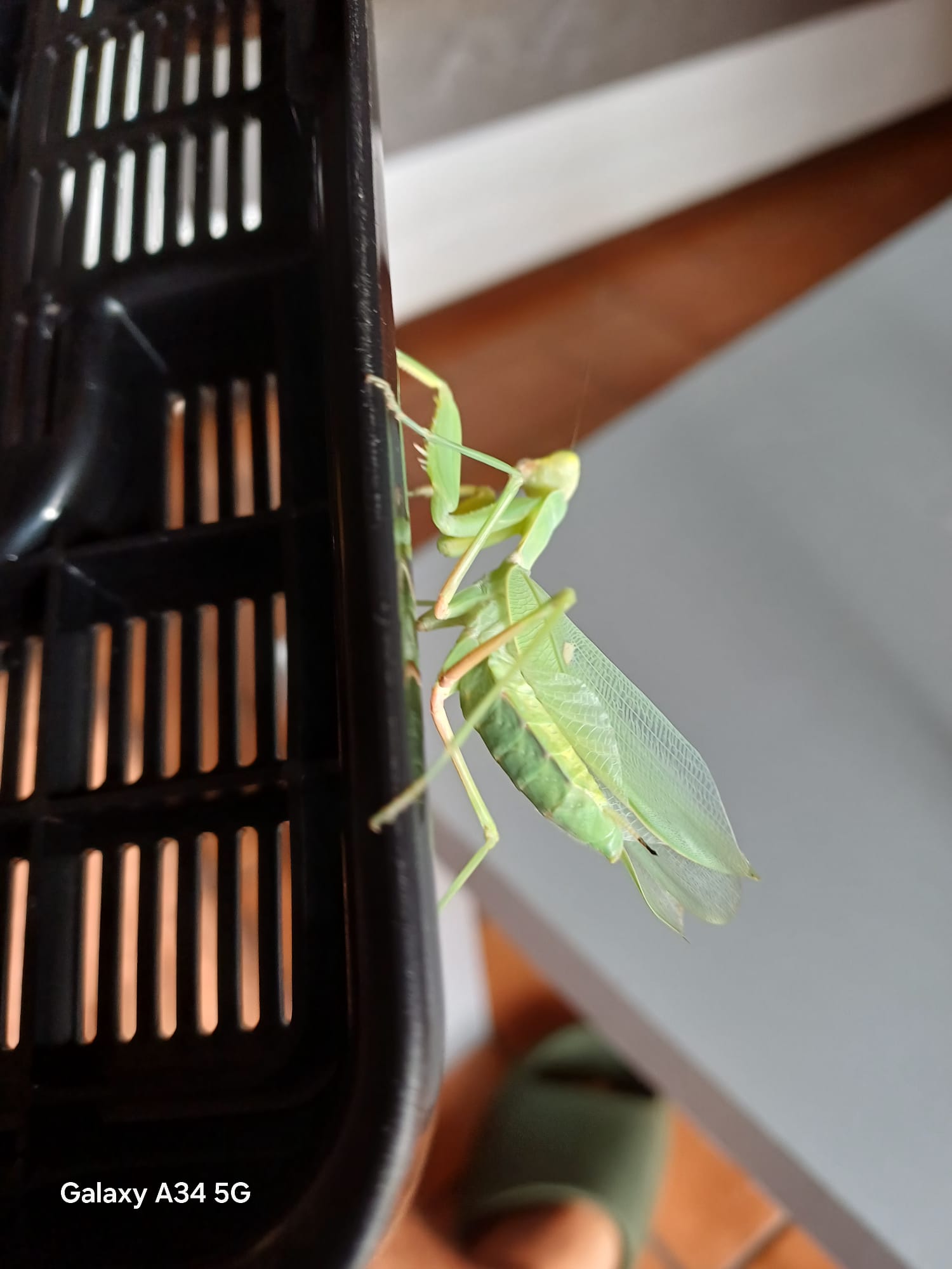 Richiesta identificazione mantide. Grazie mille