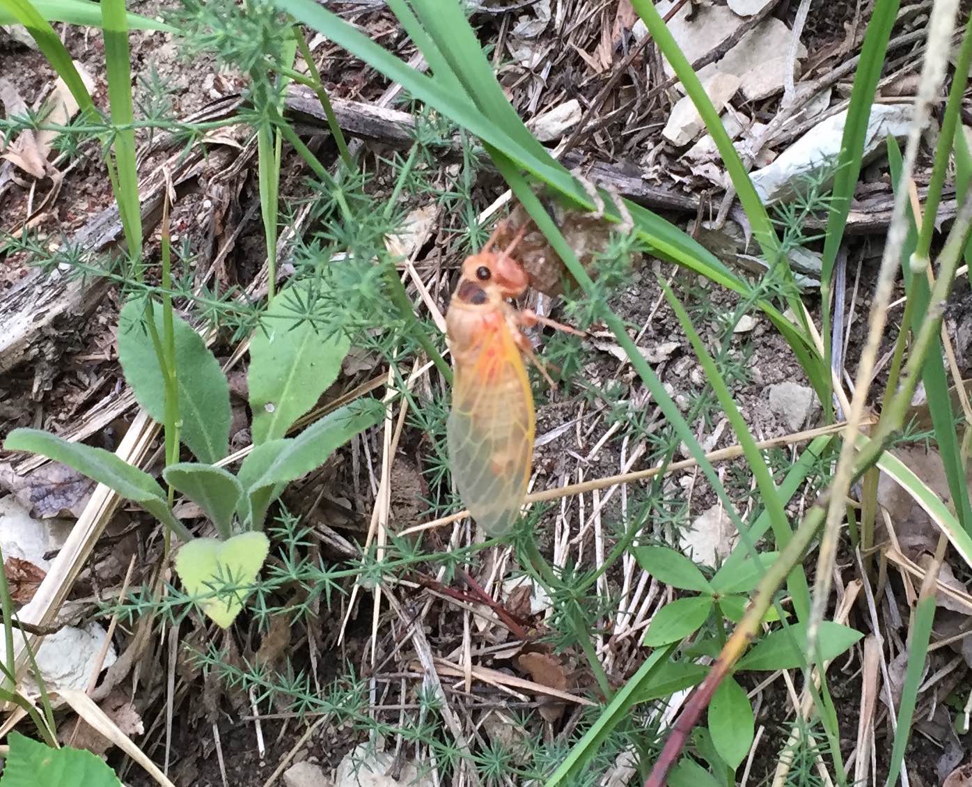 Cicadidae: cfr.Tibicina haematodes