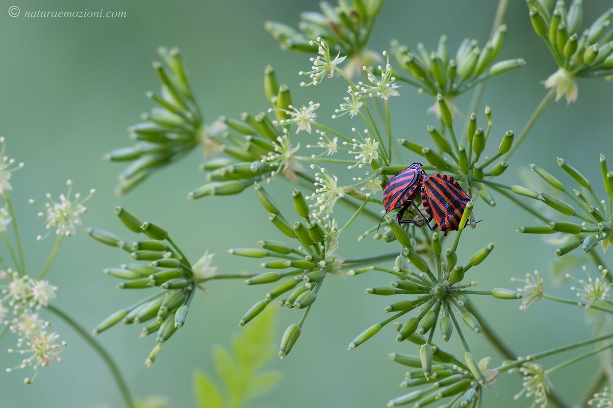 Pentatomidae: Graphosoma lineatum italicum delle Marche (AN)