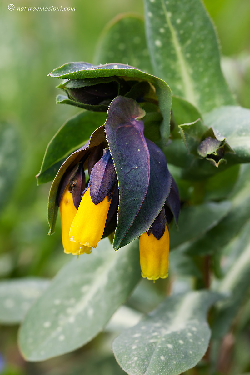 Cerinthe major
