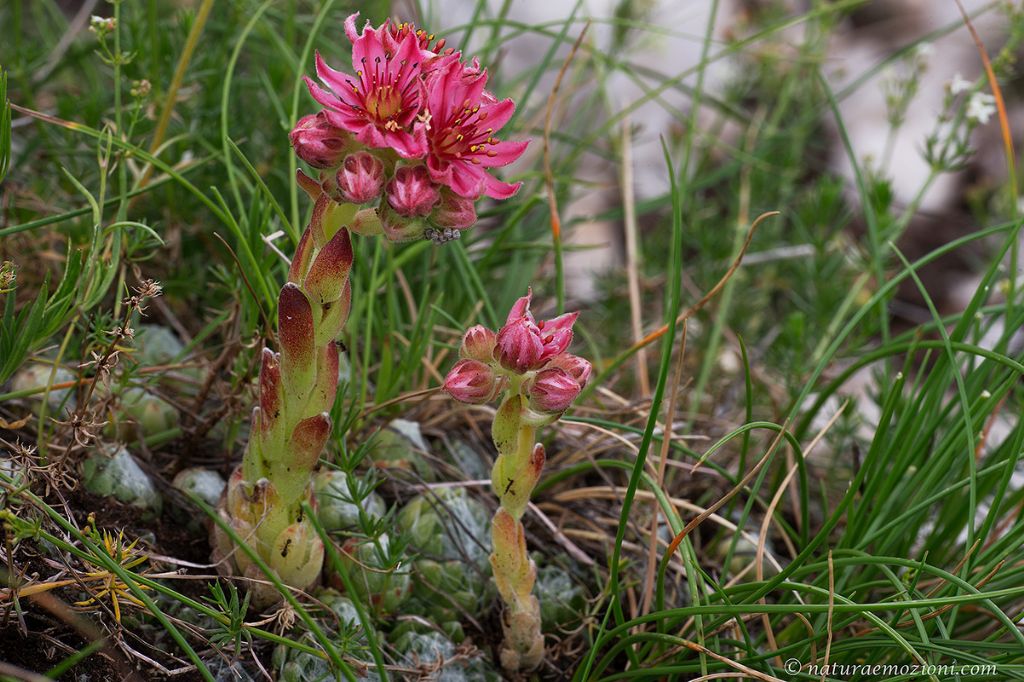 Flora del Gran Sasso - Sempervivum arachnoideum