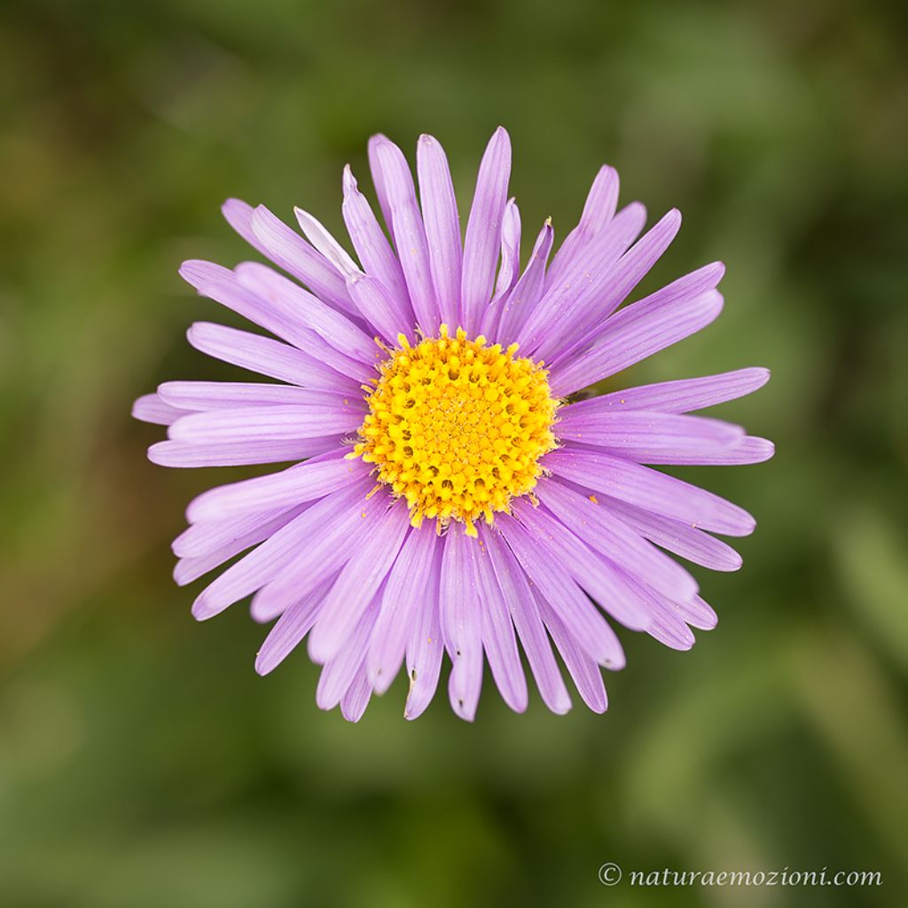 Flora del Gran Sasso - Aster alpinum