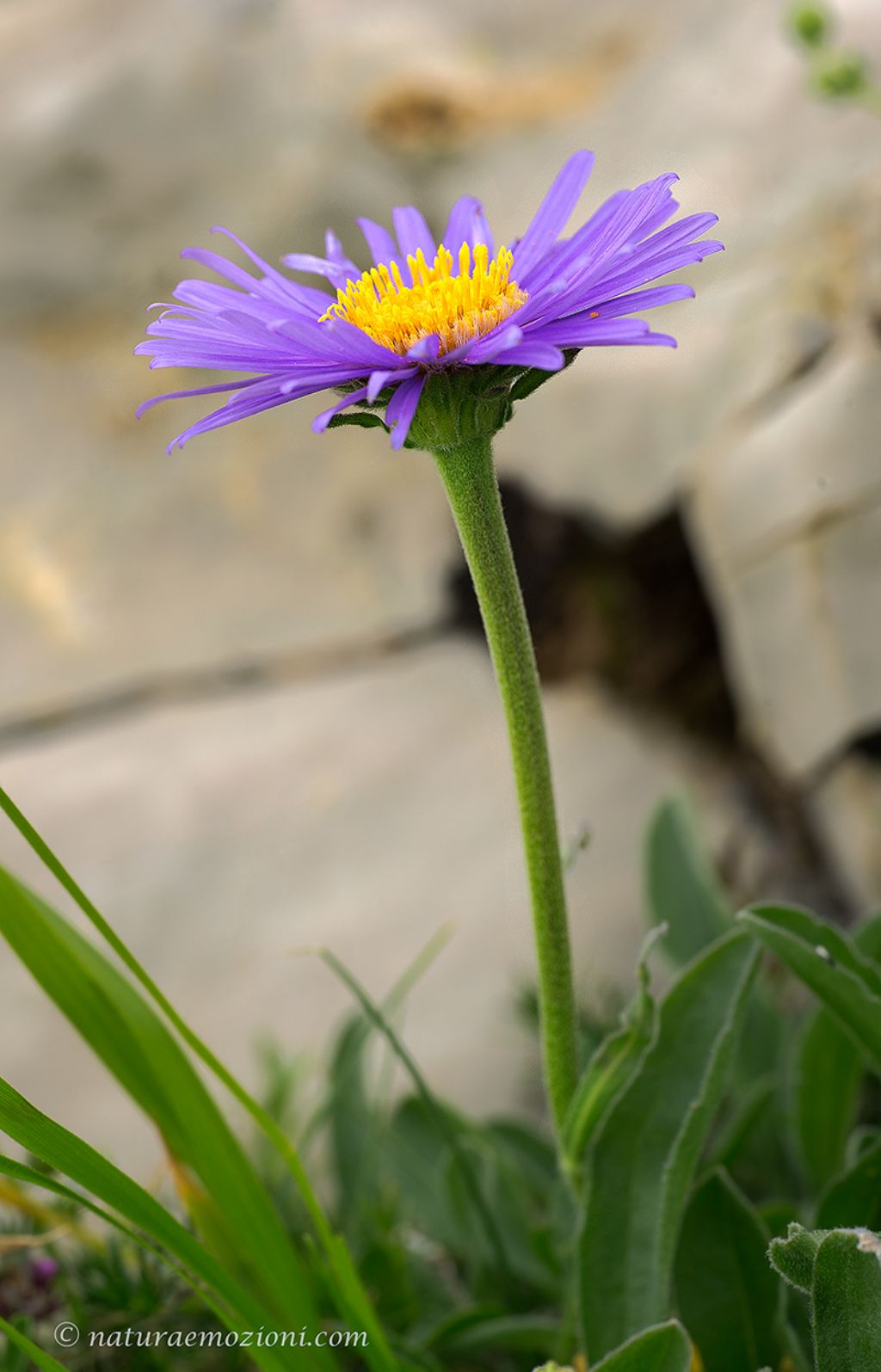 Flora del Gran Sasso - Aster alpinum