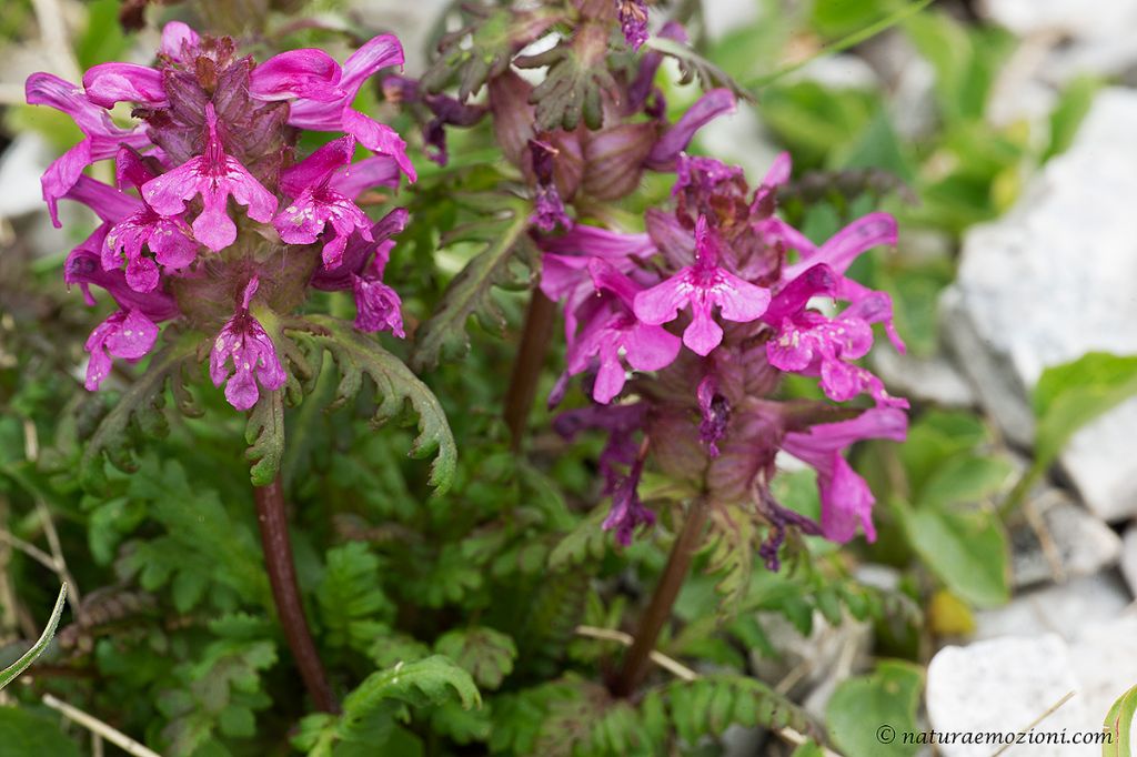 Flora del Gran Sasso - Pedicularis verticillata