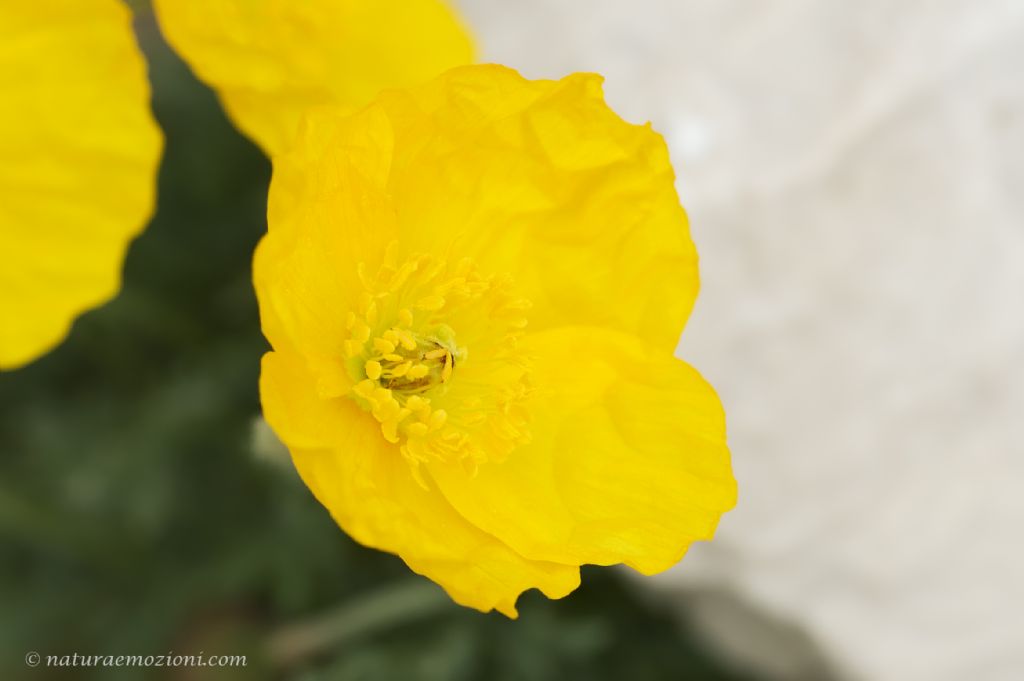 Flora dei Gran Sasso - Papaver alpinum