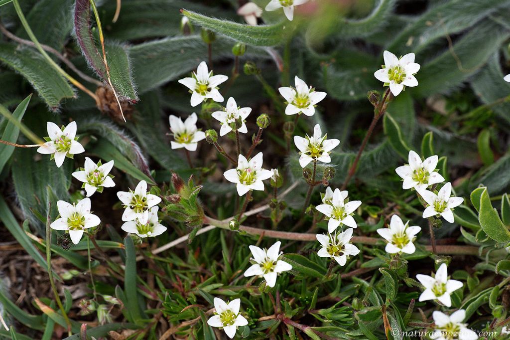 Sabulina verna (= Minuartia verna) / Minuartia primaverile