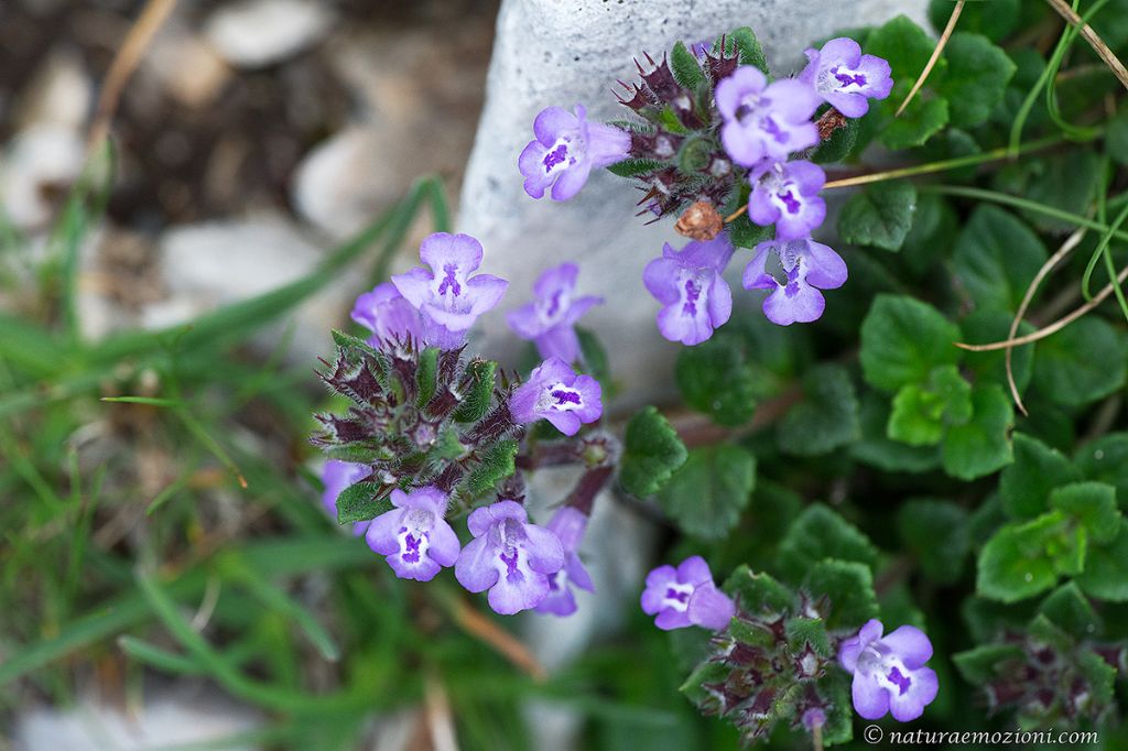 Ziziphora granatensis (=Acinos alpinus) / Acino alpino