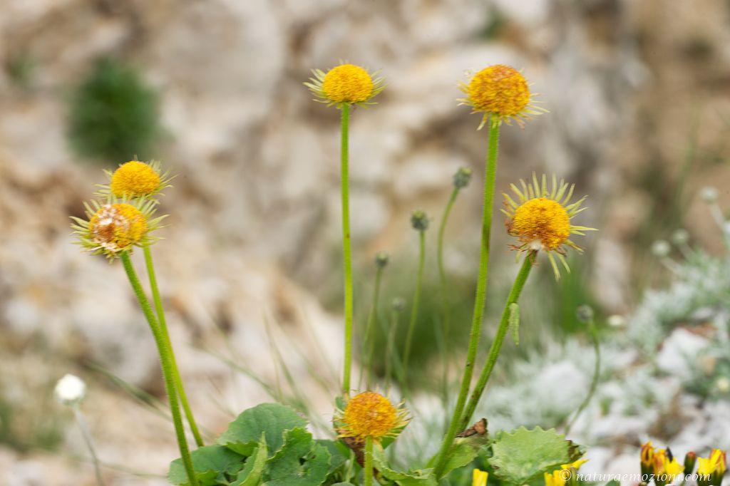 Flora dei Sibillini - Doronicum columnae